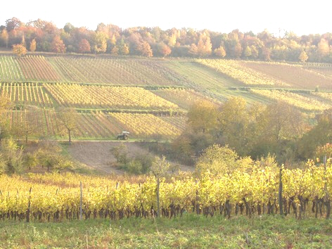 Vignes  l'autome prs du Gite en Alsace